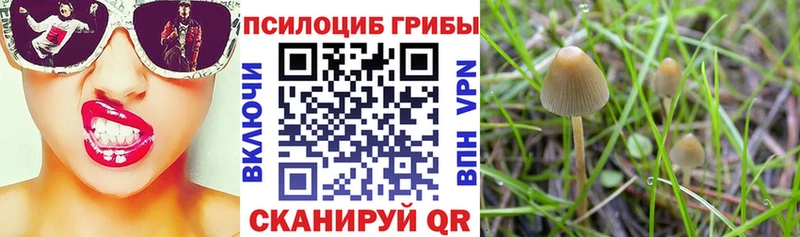 Купить где Урюпинск Псилоцибиновые грибы Psilocybine cubensis